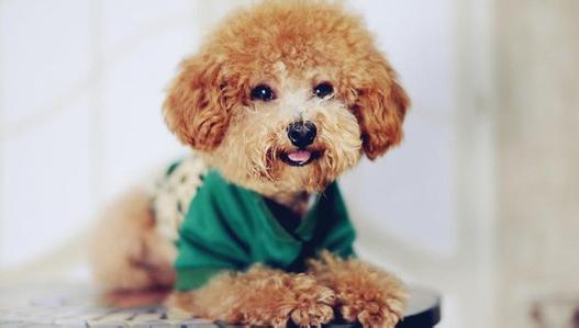 泰迪公的发情期有什么征兆,两只泰迪一公一母发情期怎么办