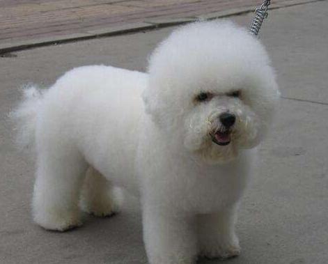 哪种狗狗适合新手养又不怎么掉毛,不容易掉毛适合新手养的狗狗