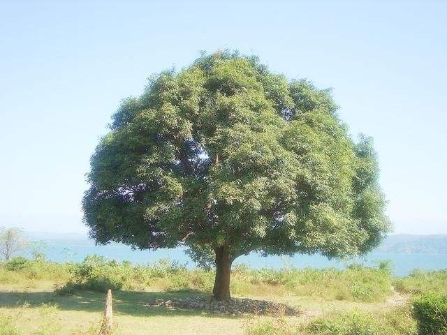致橡树邀你合拍朗诵,致橡树并肩而行朗诵视频