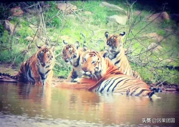 虎王拉贾孩子,虎王拉贾儿子怎么死的