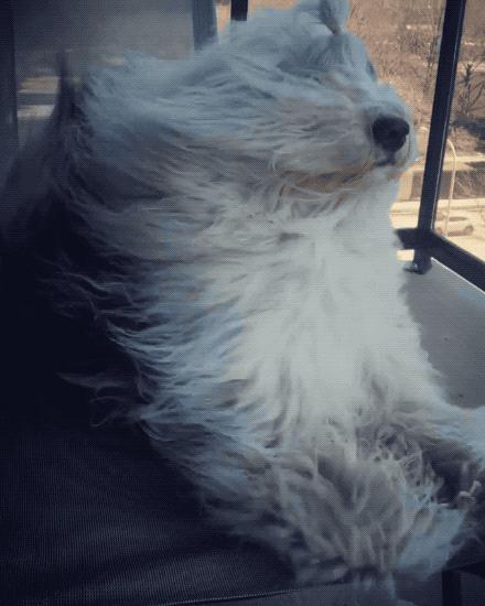 刮体毛会变好运吗,刮体毛导致体毛旺盛怎么办