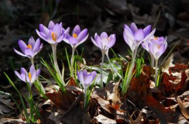藏红花开花样子,藏红花有开黄色的花吗