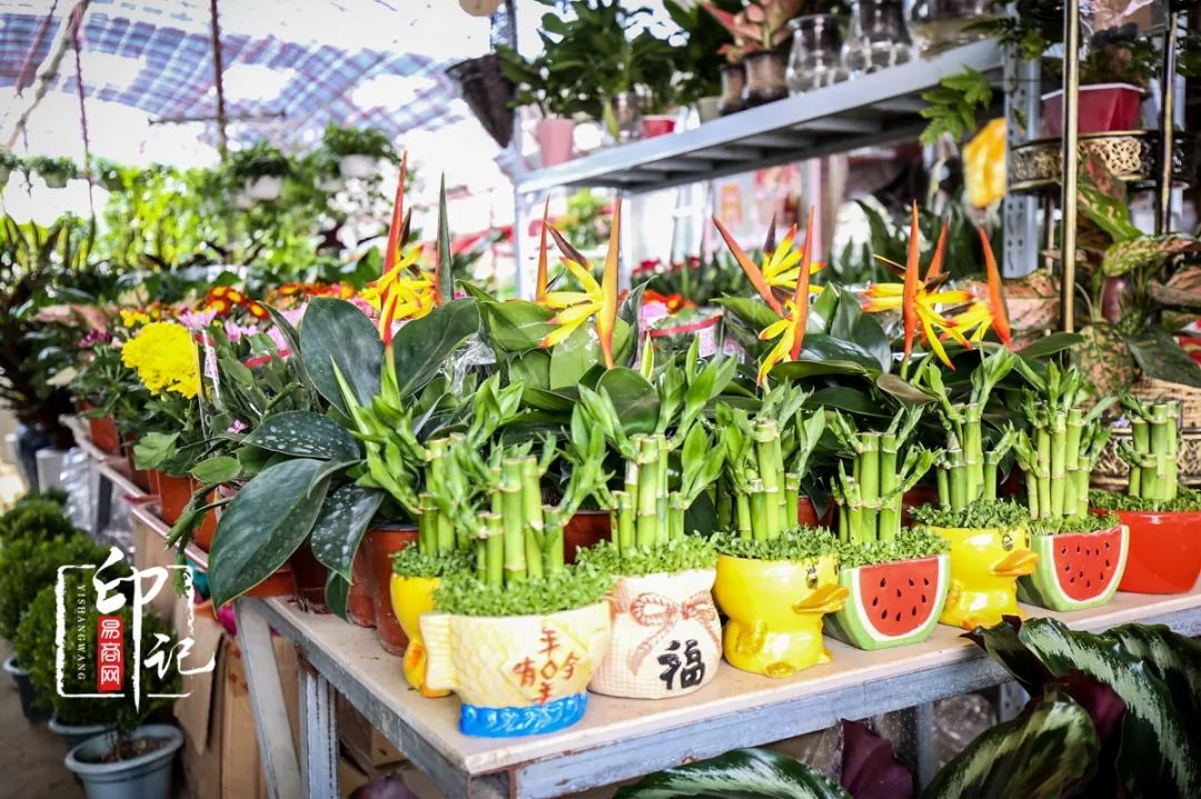 商丘道北花鸟批发市场,商丘花鸟宠物市场