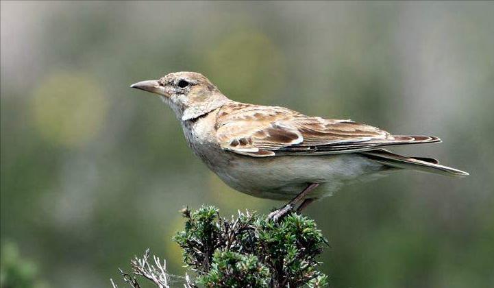 东江揽胜,惠州淡水常见鸟类图谱