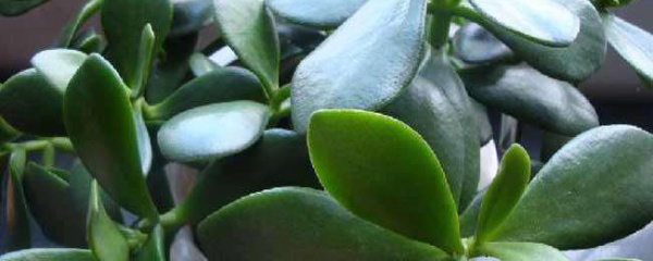 玉树扦插一段时间了叶子打蔫,玉树掉叶子打蔫怎么办