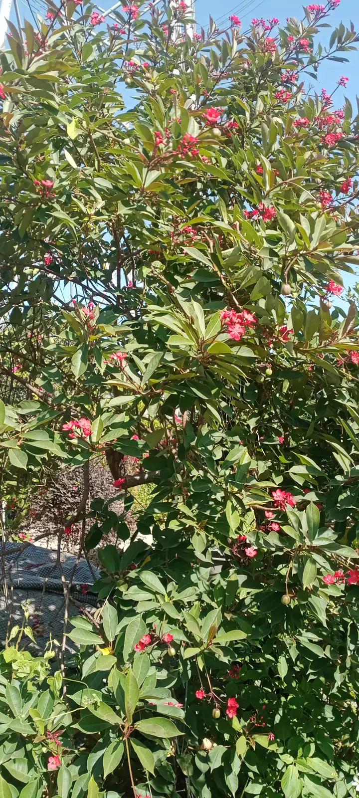 琴叶珊瑚海南,广州叶珊瑚