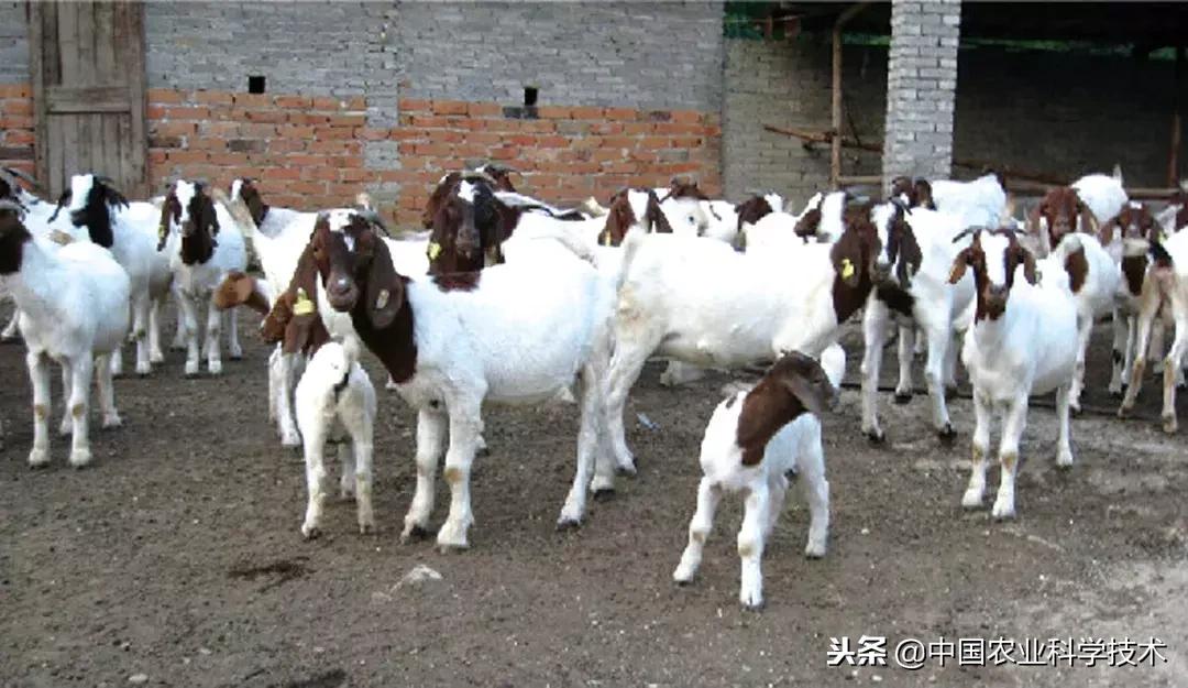 肉羊常见病的预防和治疗,肉羊常见疾病及图片