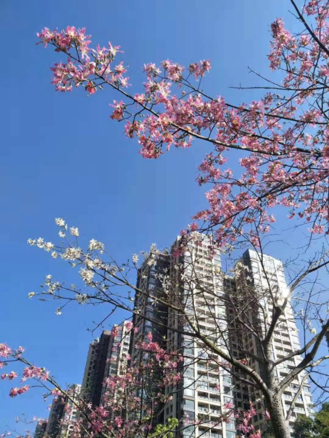 传说中的金沙,金沙世纪城最好小区