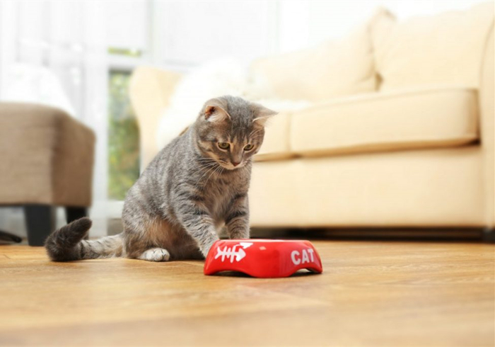 15岁猫咪慢性肾病治疗,猫咪肾病