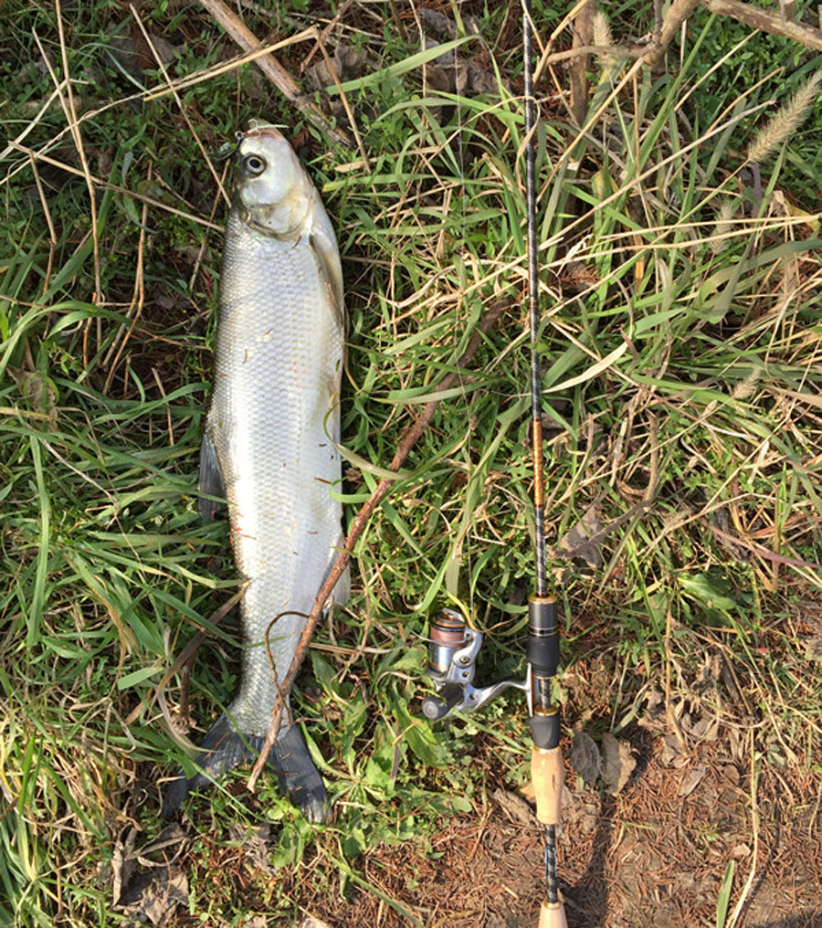 路亚翘嘴鱼到岸边为什么能脱钩呢,怎么路亚翘嘴和白条