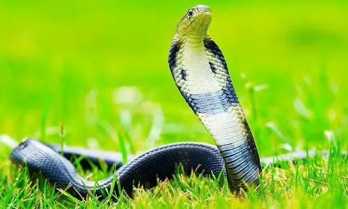 捕蛇人捕到一窝的蛇,民间捕蛇高手被咬自救