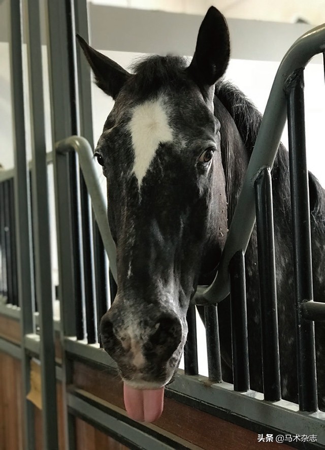 如果马儿生病了怎么办,马儿唇舌受损伤怎么办