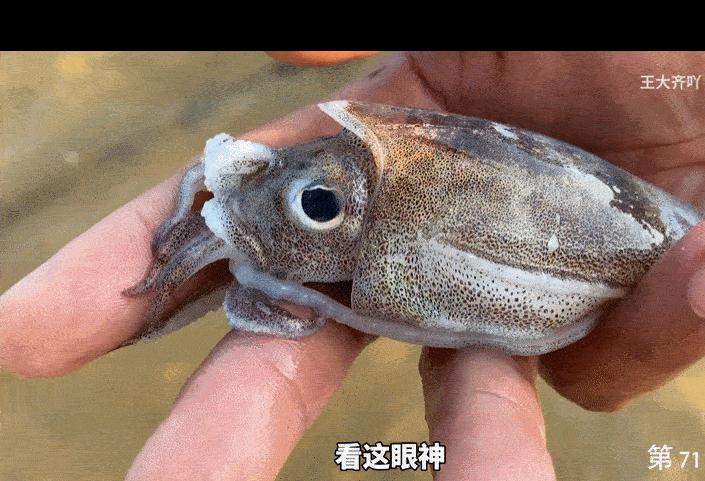 为何年轻人都在沉迷赶海视频,为什么大家都爱看赶海