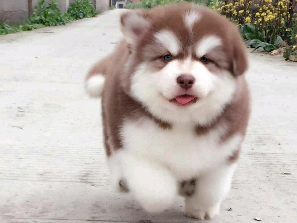 挑选阿拉斯加,挑选阿拉斯加雪橇犬的注意事项