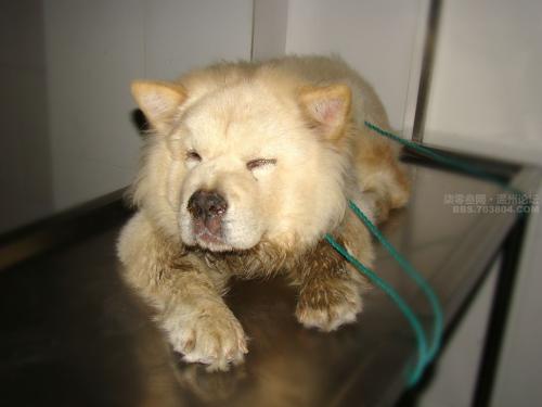 它比感冒厉害一千倍，养犬老司机的“滑铁卢”