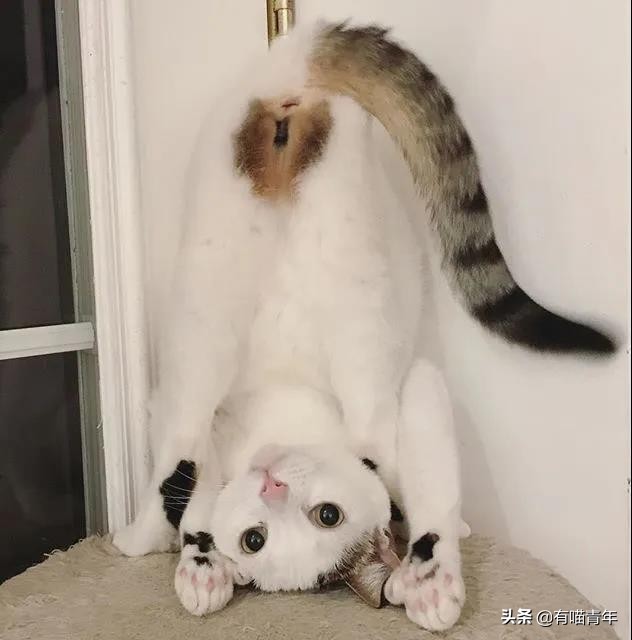 最可怕的5种猫,盘点很可怕的几种猫