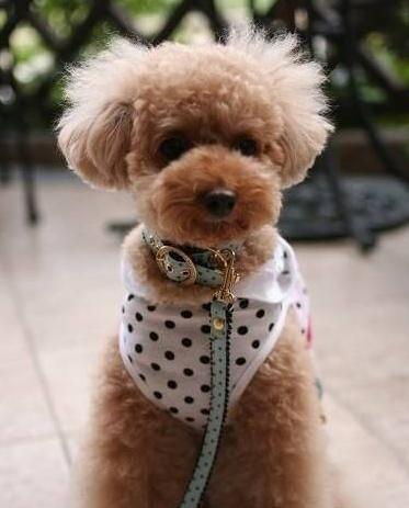 泰迪的八种颜色,泰迪犬的这8大颜色你最喜欢哪种