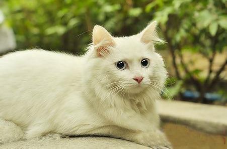 山东狮子猫怎么打理毛发,山东狮子猫怎样养得好看