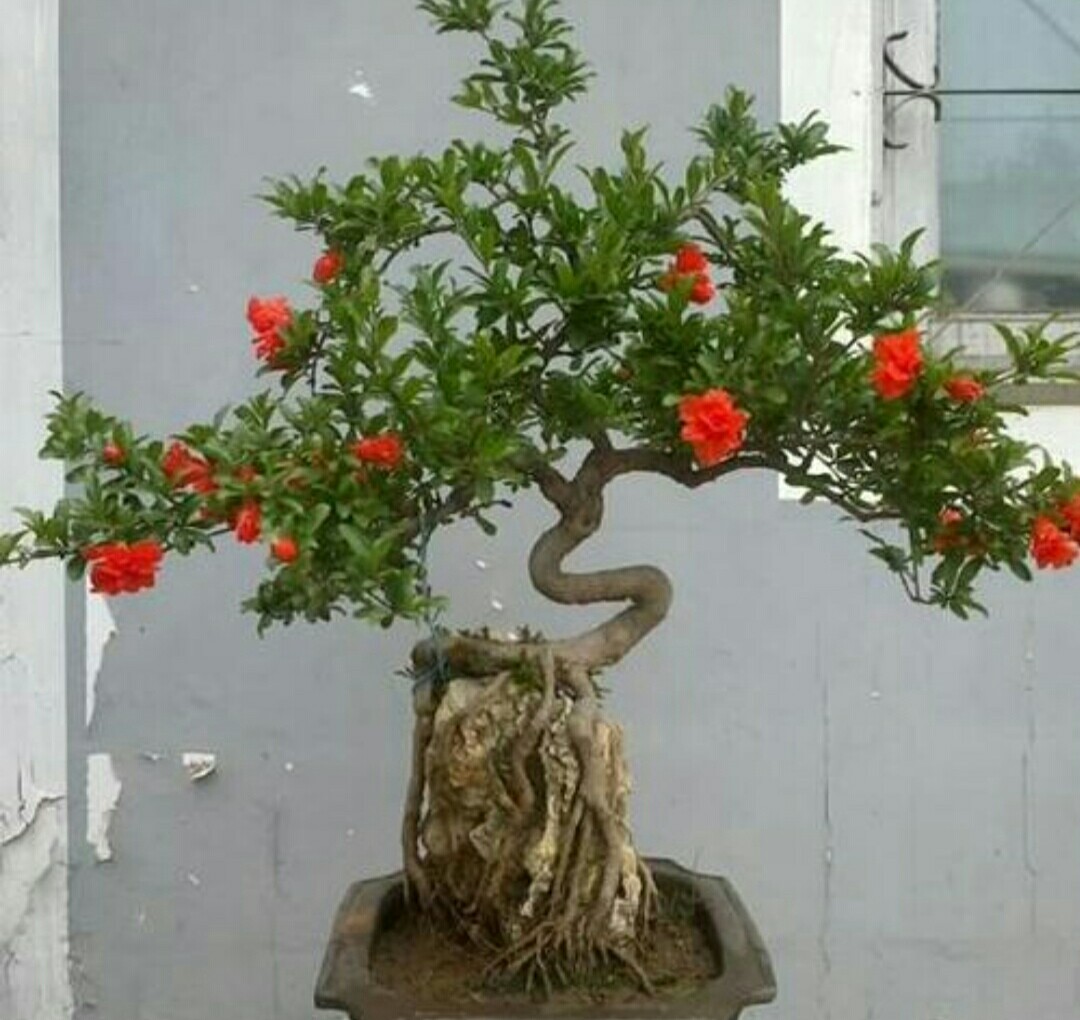 四种便宜又好养的花卉,一年四季最好养的盆景花