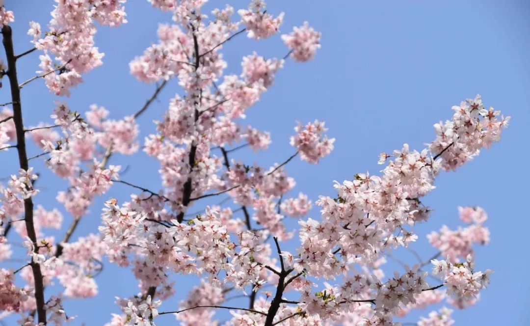 小众赏樱胜地,魔都赏樱旅游攻略