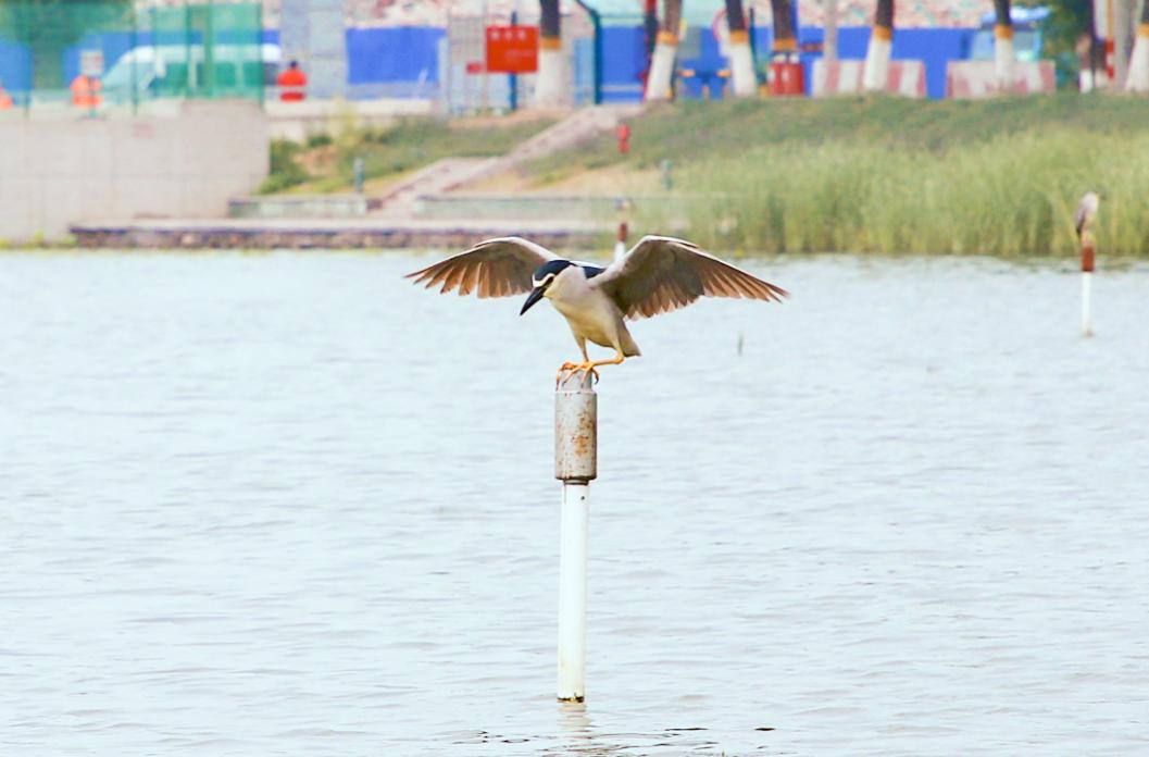 骆马湖后沙峪,顺义区后沙峪罗马湖