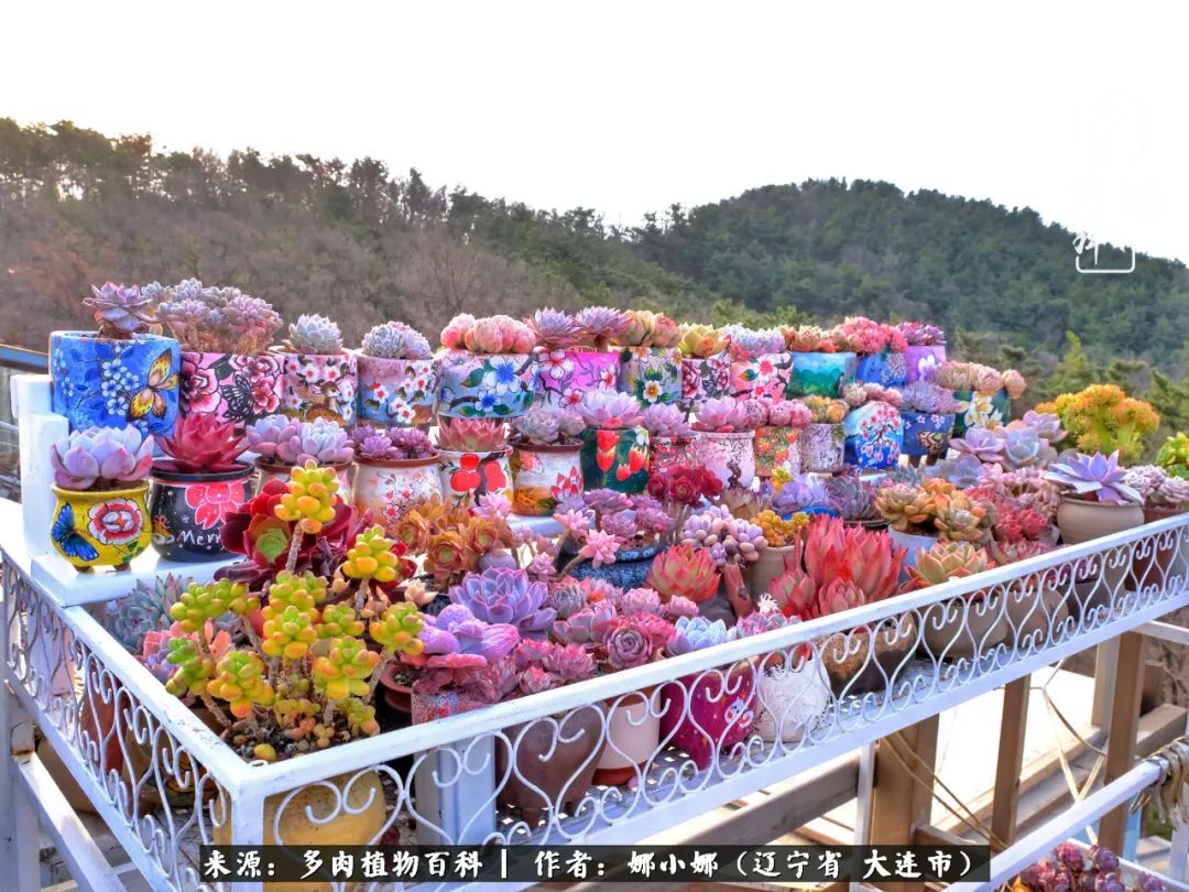 你是盆我是花，你护我周全，我为你绽放