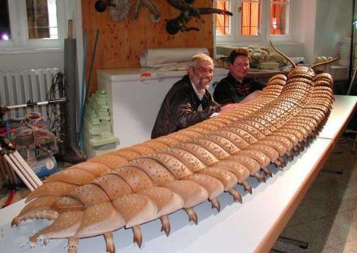 蜻蜓为什么3亿年不进化,史前巨型蜻蜓体长二米