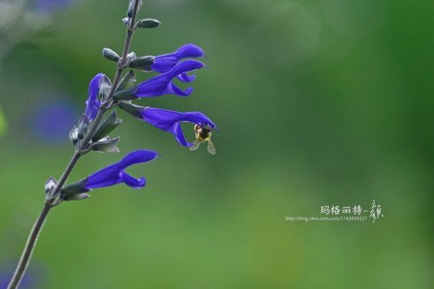 西餐香草大全及用途视频,好吃的西餐料理有哪些