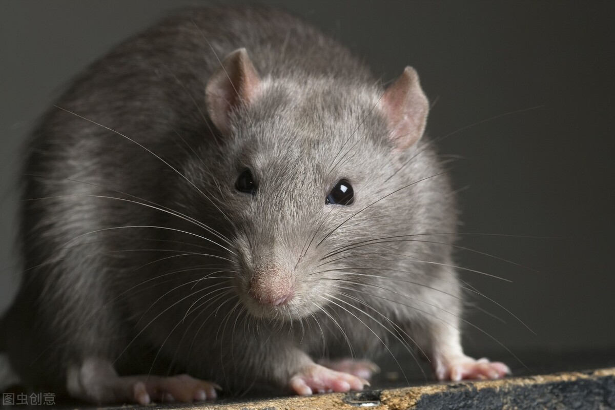 被老鼠咬是好事还是坏事,被老鼠咬了不打针会得狂犬病吗