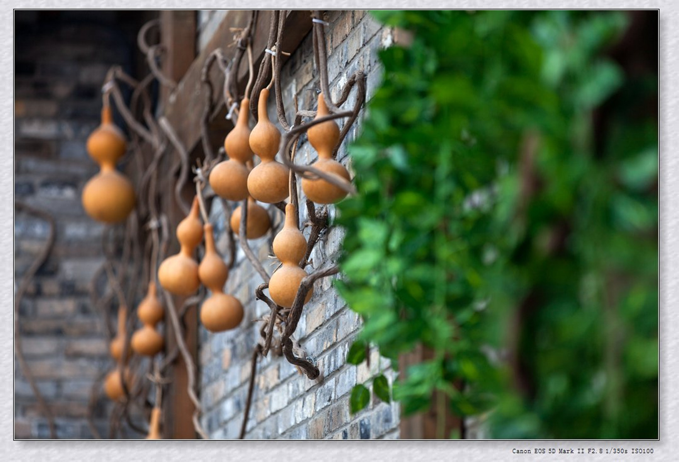 常州旅游东方盐湖城,骆驼之旅视频
