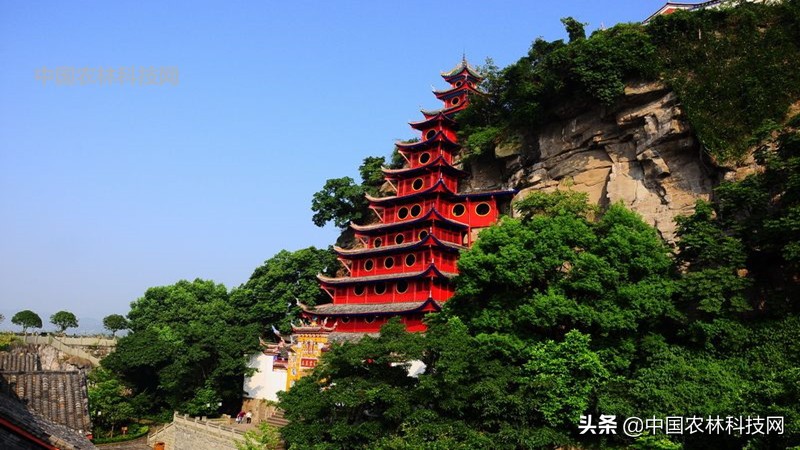 江上琼阁石宝寨!一县一品公益助农,重庆忠县农特产品柑橘