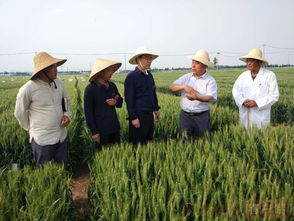 四川小麦新型优质品种,怀川66小麦面粉好吃吗