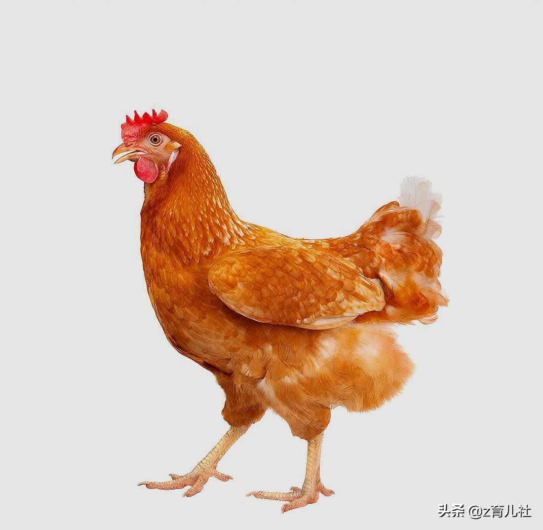 月子期排宿便,月子初期怎么排淤血