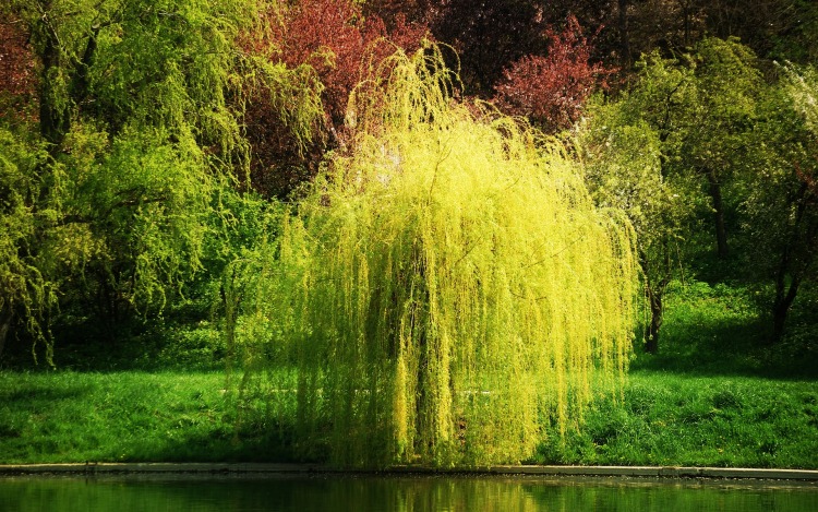 许渊冲经典翻译书籍,许渊冲译唐诗三百首适合小学生吗