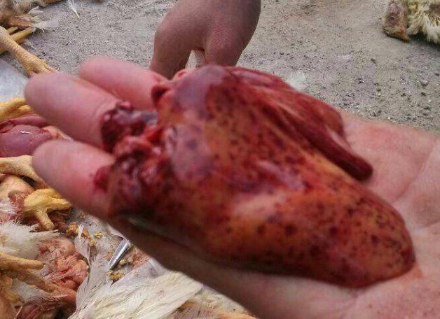 鸡包涵体肝炎案例,鸡包涵体肝炎病程多久