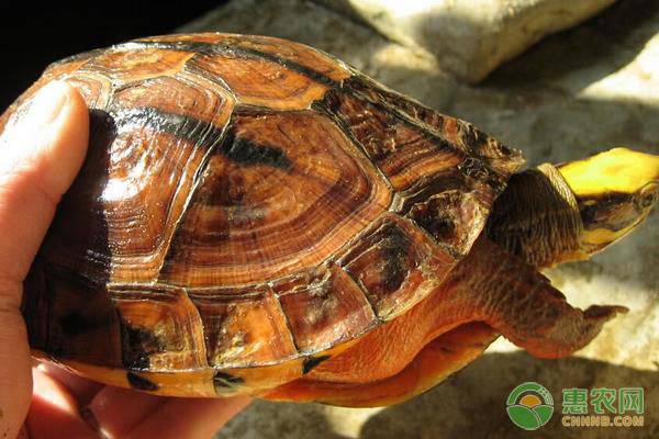 广东金钱龟苗和金钱龟有什么区别,金钱龟苗最新行情