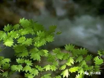 预习//部编教材七年级上册第一课《春》