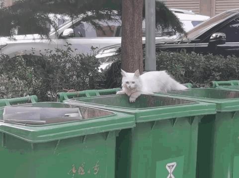 路遇仙女猫,路上碰到猫抱起来就跑