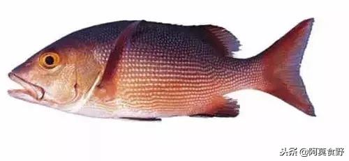 便宜常见海鲜鱼有哪些,各种名贵鱼的种类
