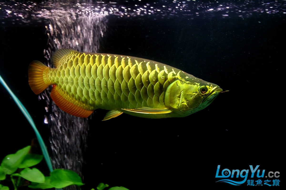 「全纪录」金龙鱼从高背到宝石到高背到B过,最终成为过背金龙鱼