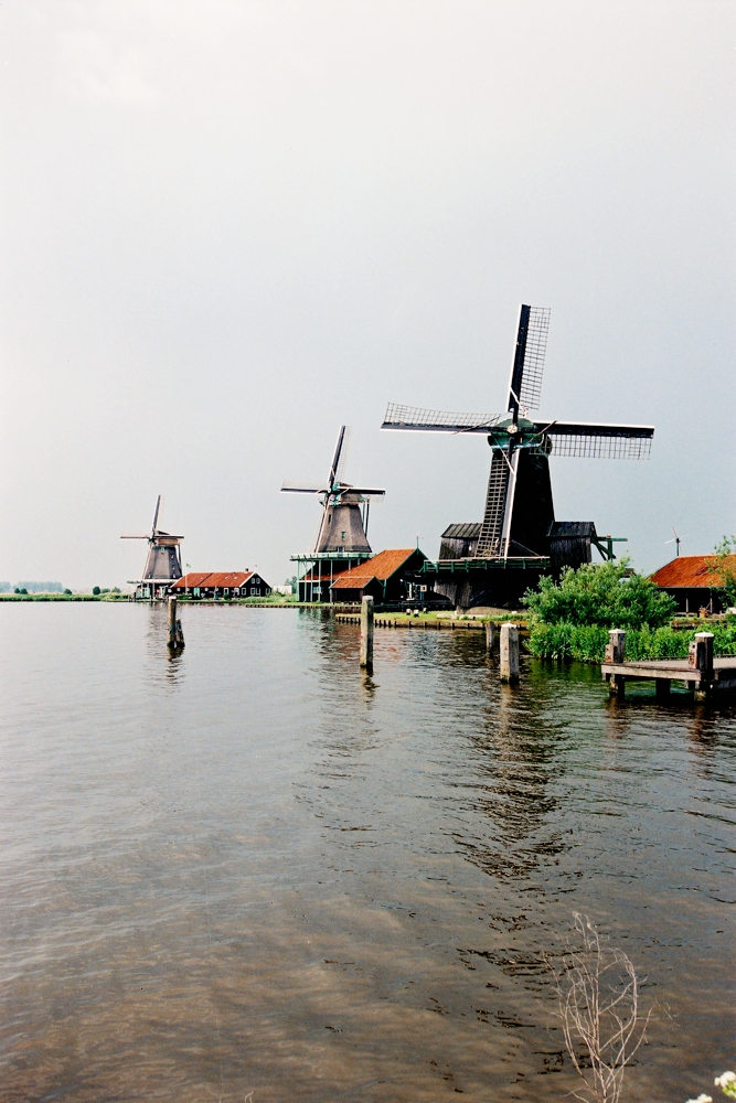 荷兰郁金香花风景图片,荷兰花海的郁金香真漂亮