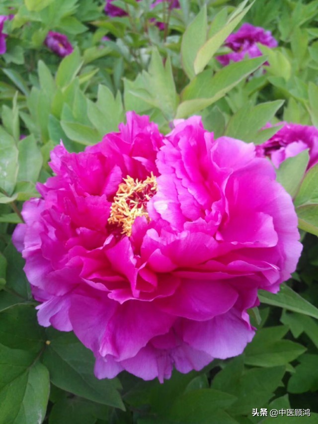 中医用石膏治什么病,伤寒论中石膏的应用