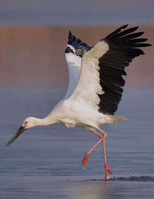 大自然的规律和启示,大自然的预知能力