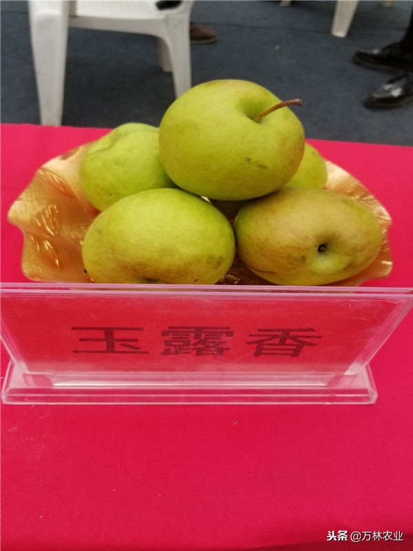 梨树的优良品种有哪些,目前梨树品种最甜的品种