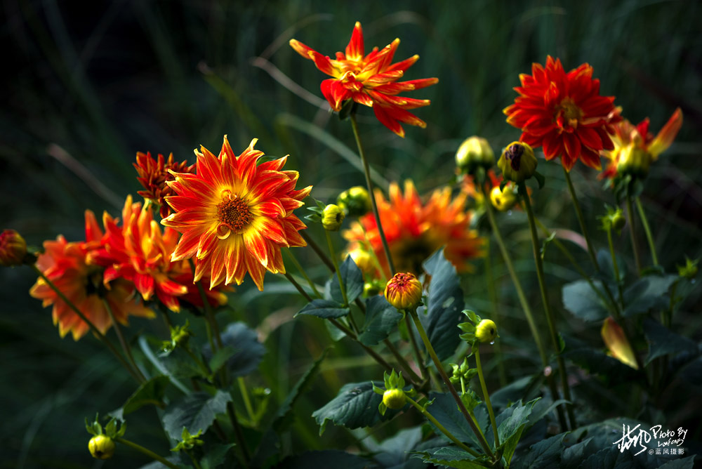 上海国际花展一览表,上海国际花展一览