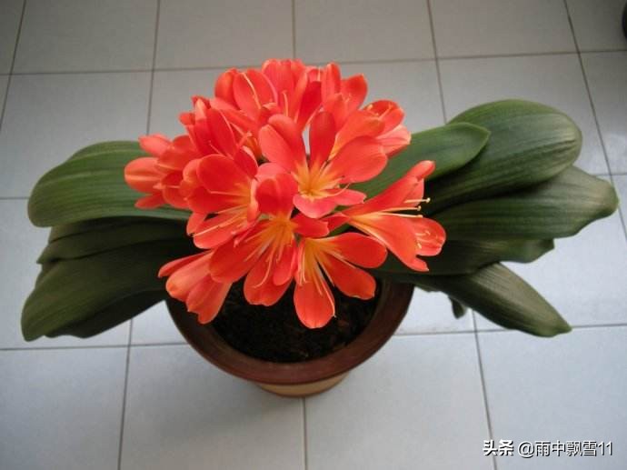 君子兰换土多少天复盆,君子兰移盆换土的正确方法