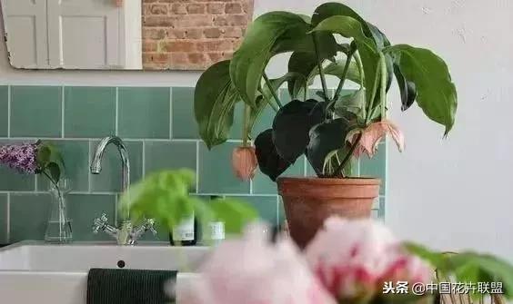 打翻了调色盘的花,打翻了调色盘的美景