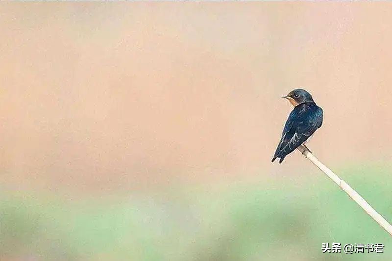 雨燕是世界上飞得最快的鸟吗,雨燕是飞得最快的燕子吗