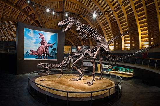 十大上古龙族,十大龙族是什么样