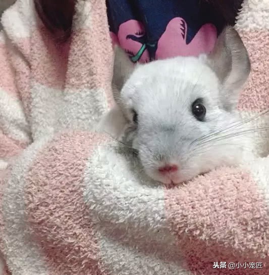 注意了，龙猫的这些部位可是不能随随便便摸的哦！